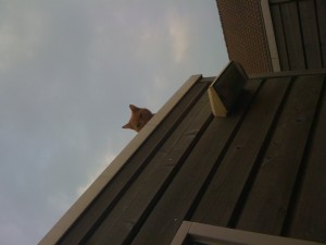 #Cat on the #roof